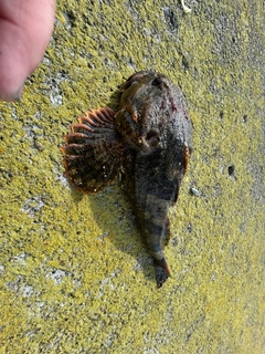 カジカの釣果