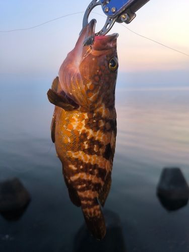 キジハタの釣果