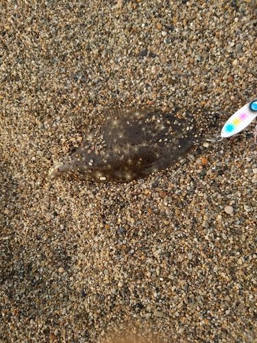 ソゲの釣果