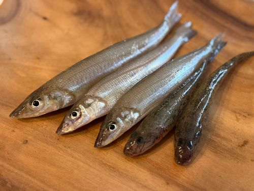 シロギスの釣果
