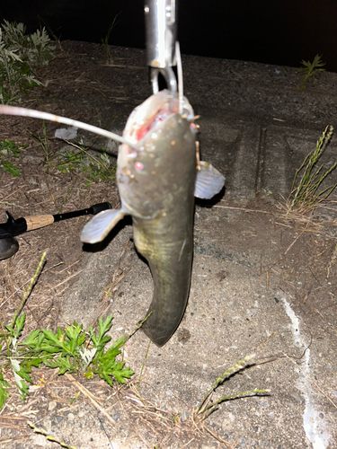 ナマズの釣果