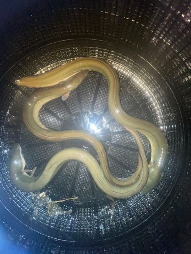 ニホンウナギの釣果