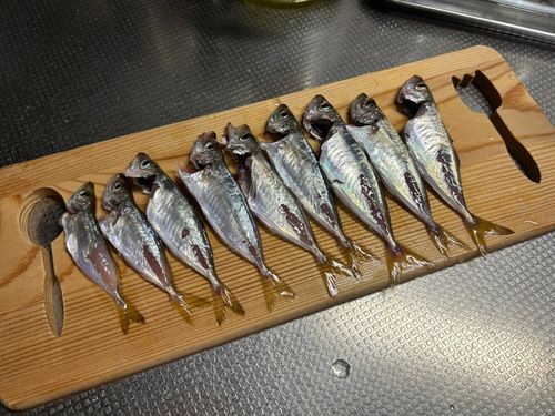 アジの釣果