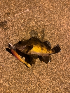 クロメバルの釣果