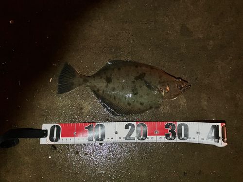 ソウハチの釣果