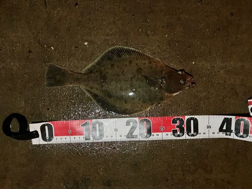 ソウハチの釣果