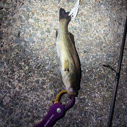 セイゴ(マルスズキ)