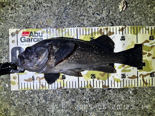 クロソイの釣果