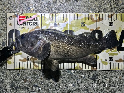 クロソイの釣果