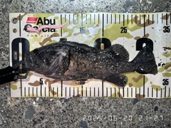 クロソイの釣果