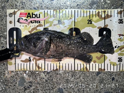 クロソイの釣果