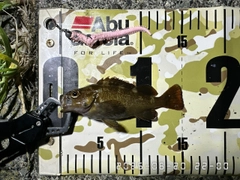 エゾメバルの釣果