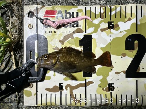 エゾメバルの釣果