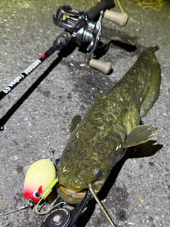 ナマズの釣果