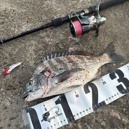 クロダイ