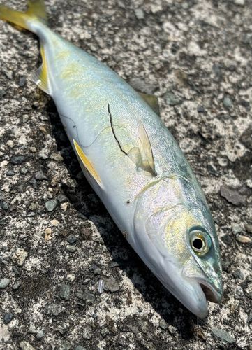 ワカシの釣果