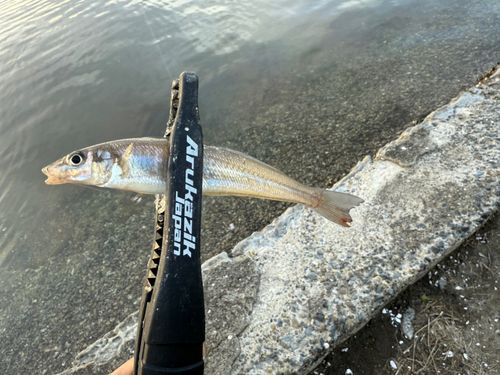 シロギスの釣果