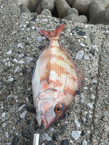 マダイの釣果