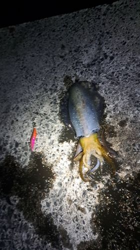 アオリイカの釣果