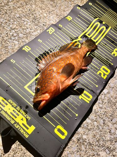 キジハタの釣果