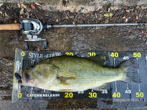 ブラックバスの釣果