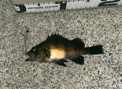 メバルの釣果