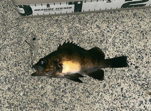 メバルの釣果