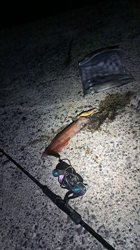シロイカの釣果