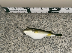 クサフグの釣果