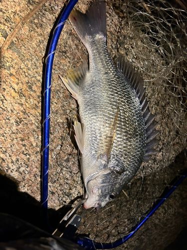 チヌの釣果