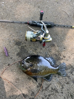 ブルーギルの釣果