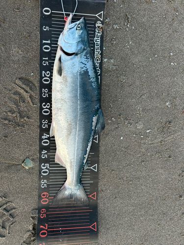 トラウトサーモンの釣果