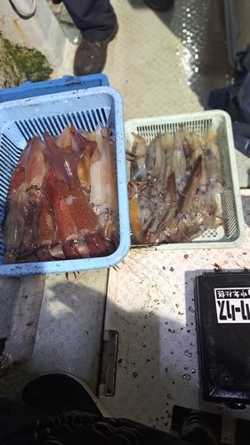 シロイカの釣果