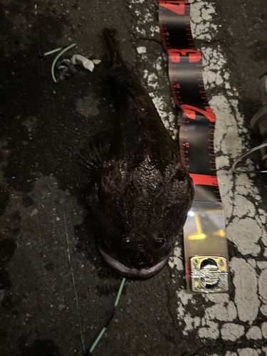ギスカジカの釣果