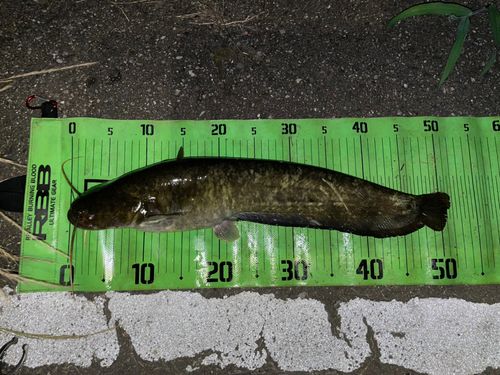 ナマズの釣果