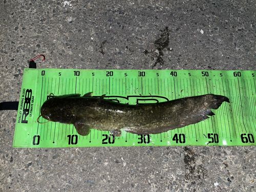 ナマズの釣果