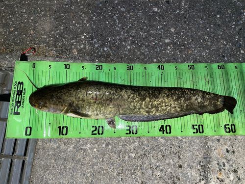 ナマズの釣果