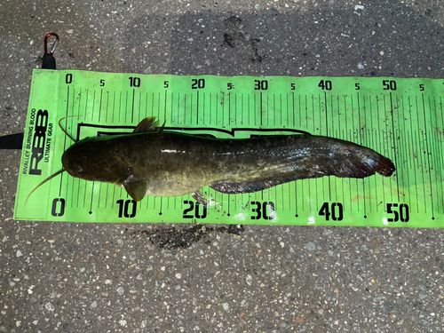 ナマズの釣果