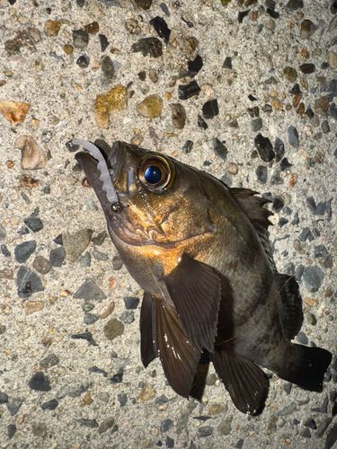 シロメバルの釣果