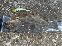 ヒラメの釣果