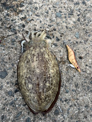 コウイカの釣果