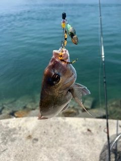 タイの釣果