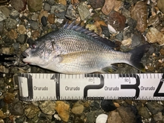 キビレの釣果