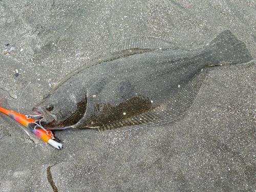 ヒラメの釣果