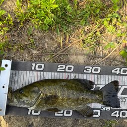 スモールマウスバス