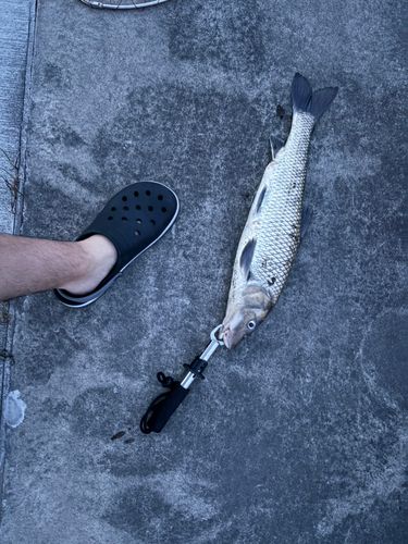ニゴイの釣果
