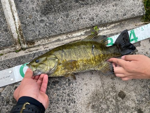 スモールマウスバスの釣果