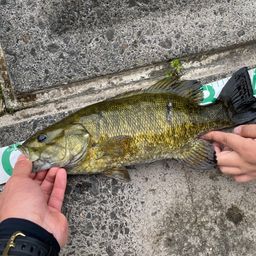 スモールマウスバス