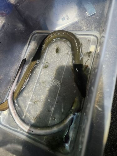 ニホンウナギの釣果