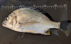 キビレの釣果